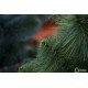 Искусственная сосна Милан Зеленая 3 м